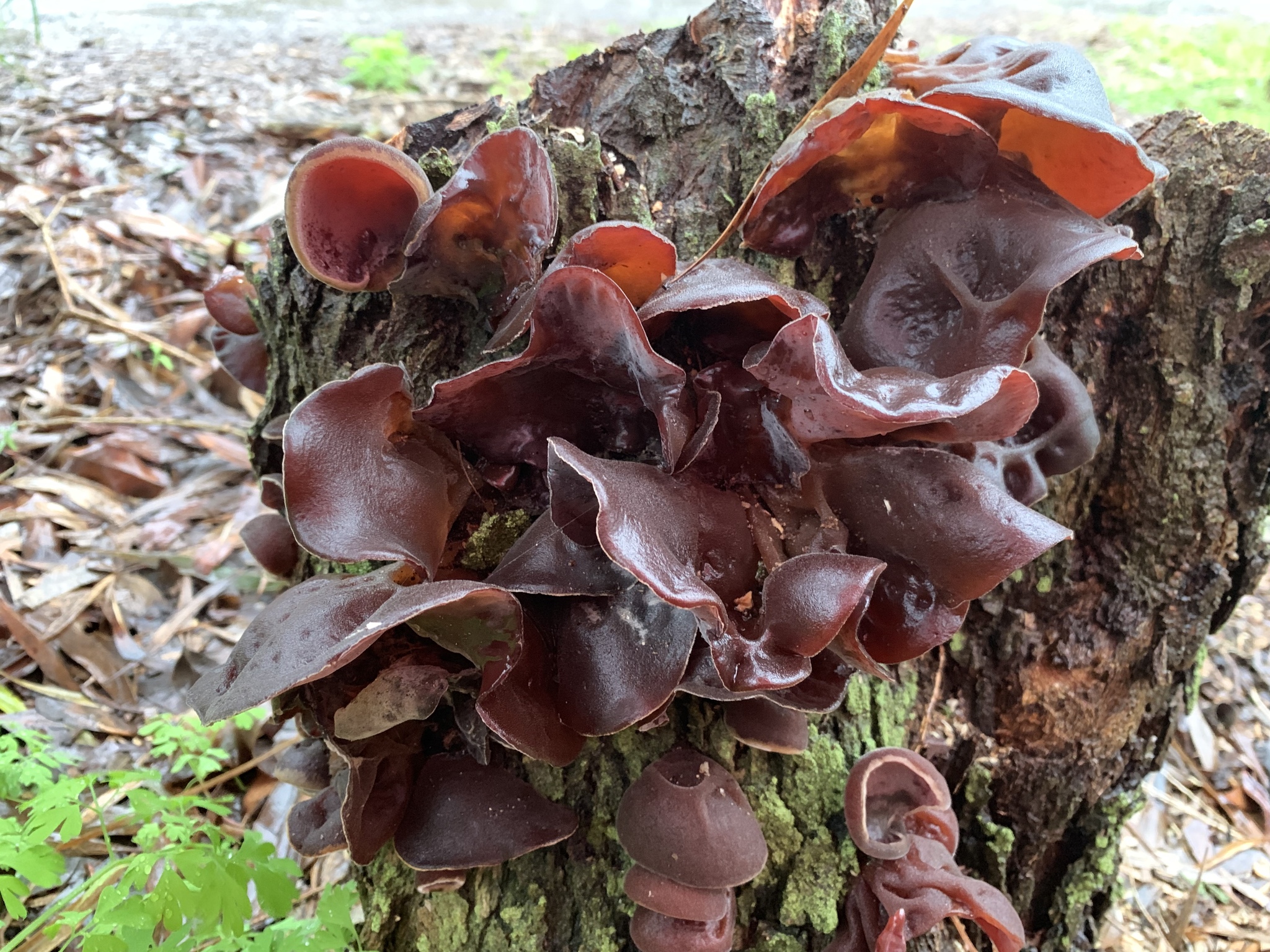 Detail Auricularia Auricula Judae Nomer 33