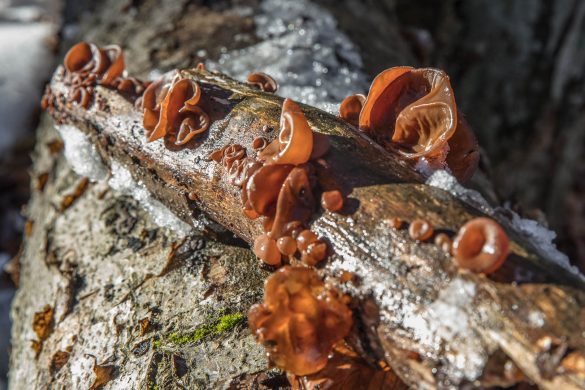 Detail Auricularia Auricula Judae Nomer 34