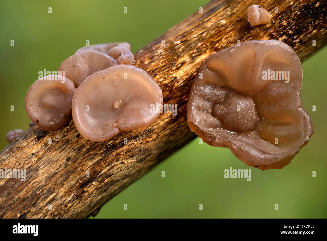 Detail Auricularia Auricula Judae Nomer 38