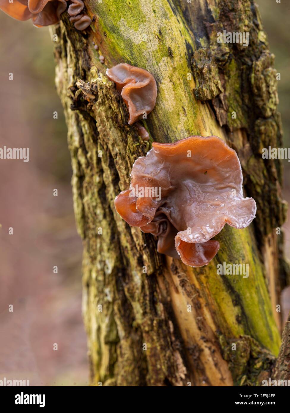 Detail Auricularia Auricula Judae Nomer 40