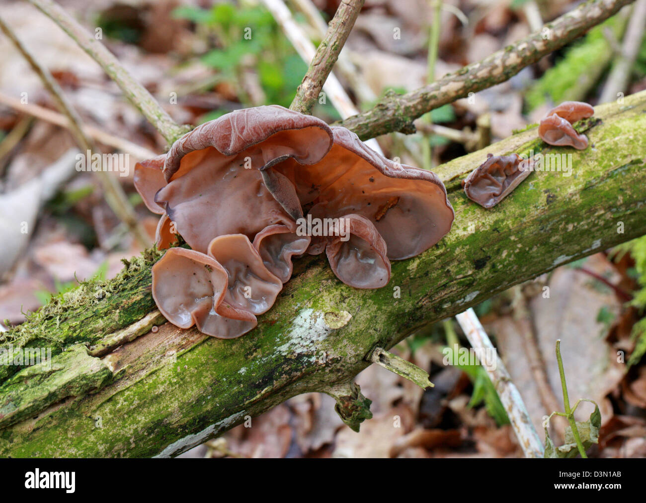 Detail Auricularia Auricula Judae Nomer 43