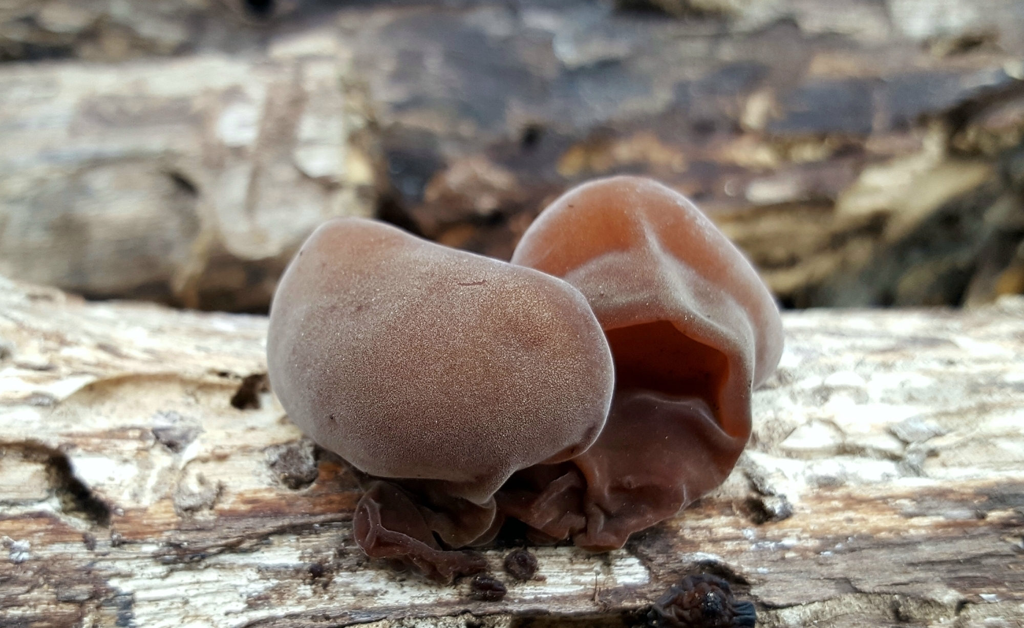 Detail Auricularia Auricula Judae Nomer 47