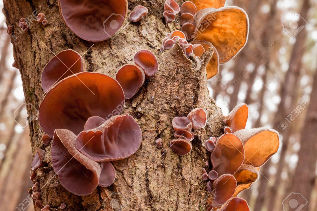 Detail Auricularia Auricula Judae Nomer 6