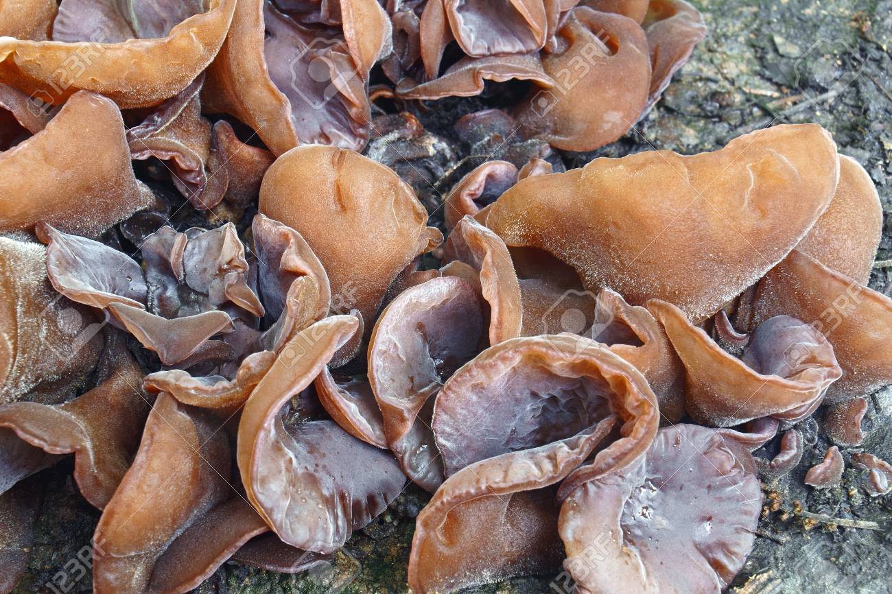 Detail Auricularia Auricula Judae Nomer 49