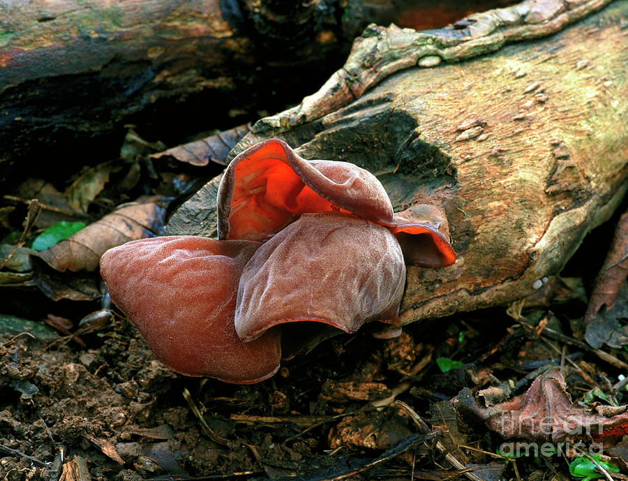 Detail Auricularia Auricula Judae Nomer 50