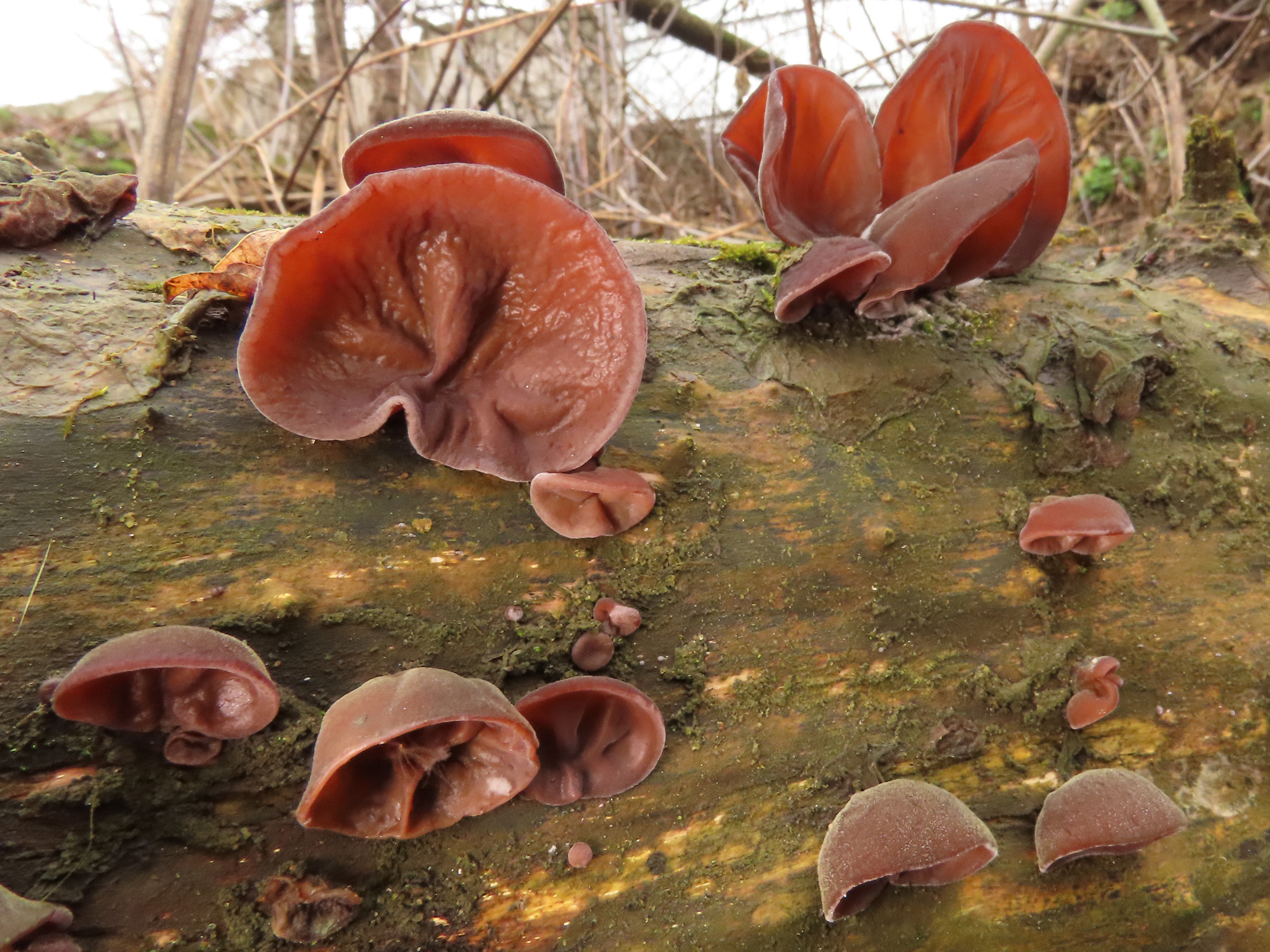 Detail Auricularia Auricula Judae Nomer 55