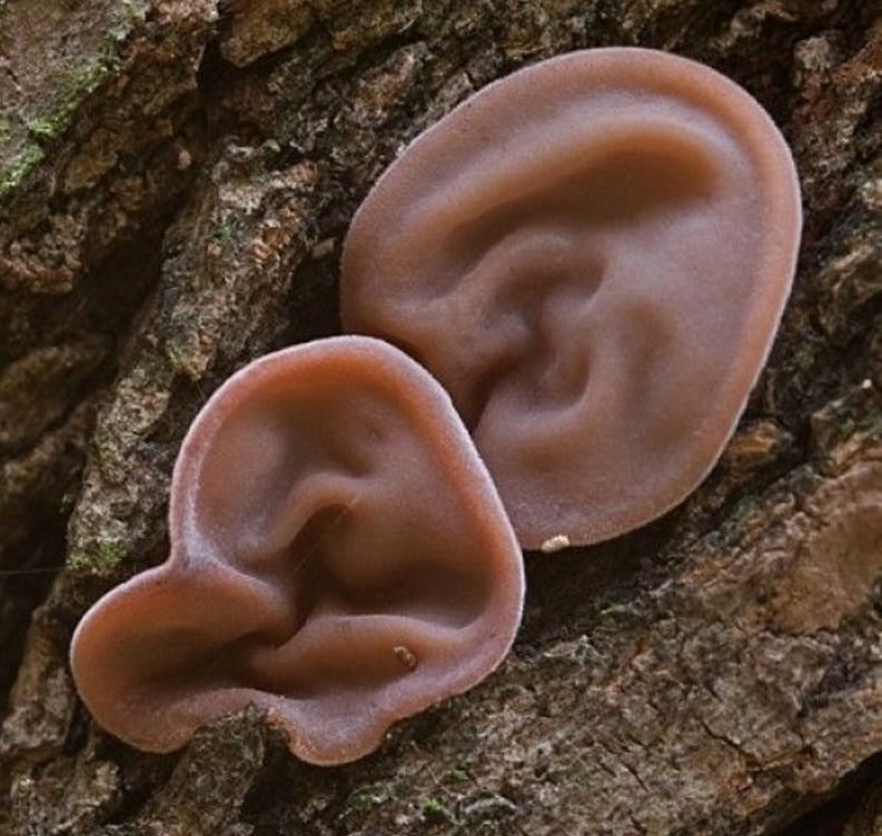 Detail Auricularia Auricula Judae Nomer 10