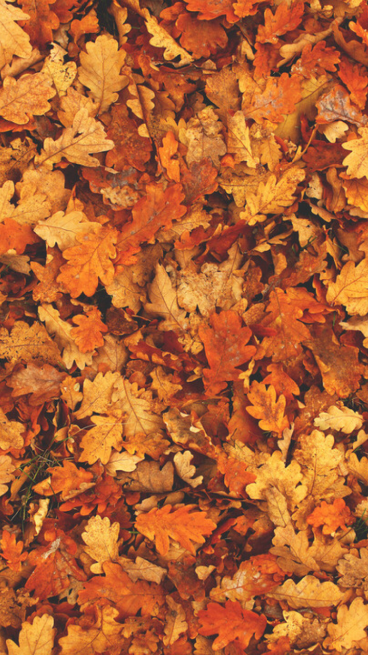 Autumn Background Tumblr - KibrisPDR