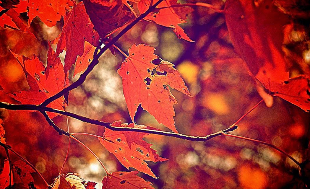 Detail Autumn Background Tumblr Nomer 17