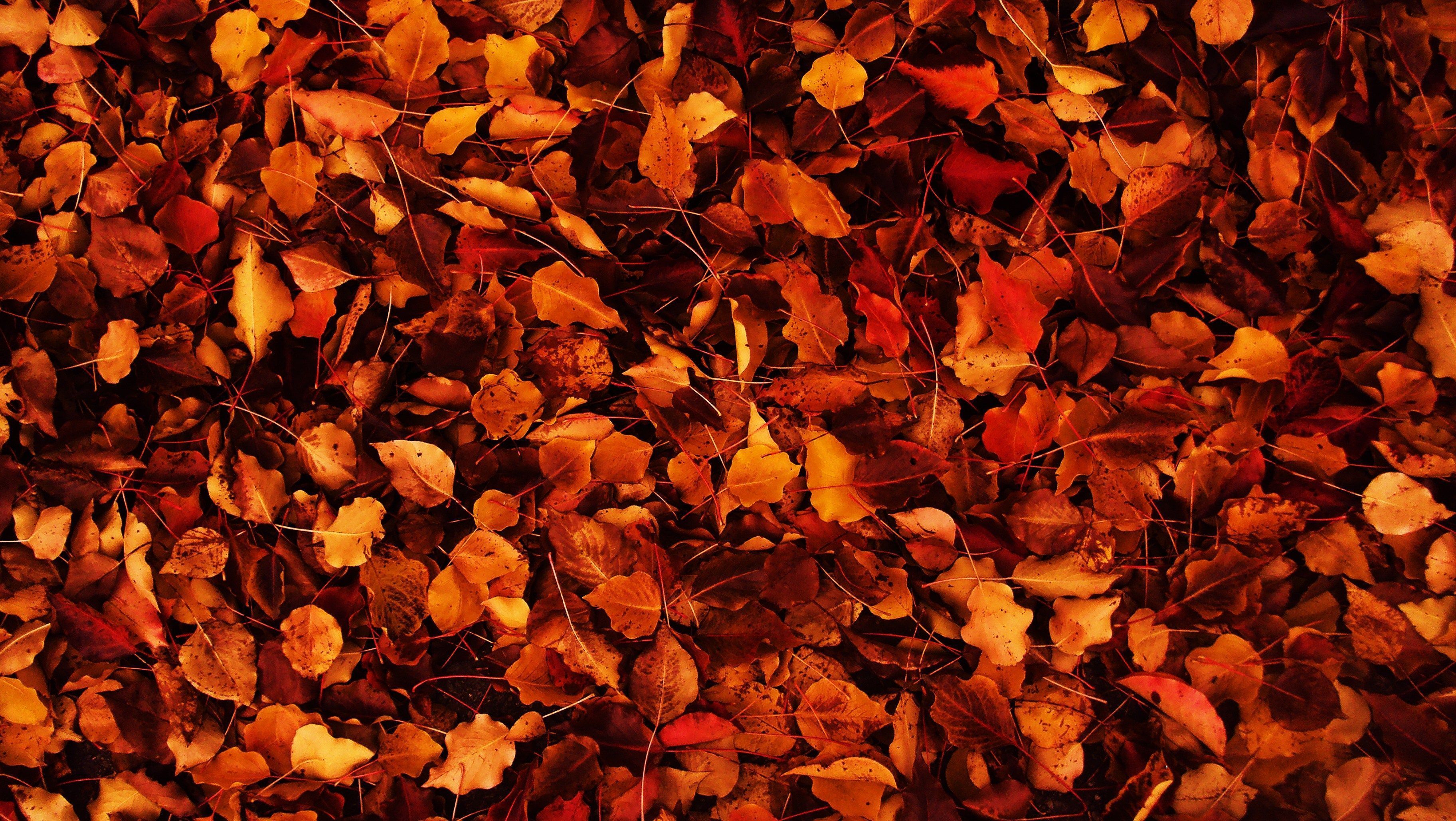 Detail Autumn Background Tumblr Nomer 7