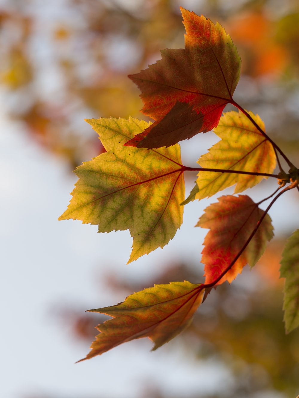 Autumn Images Free Download - KibrisPDR