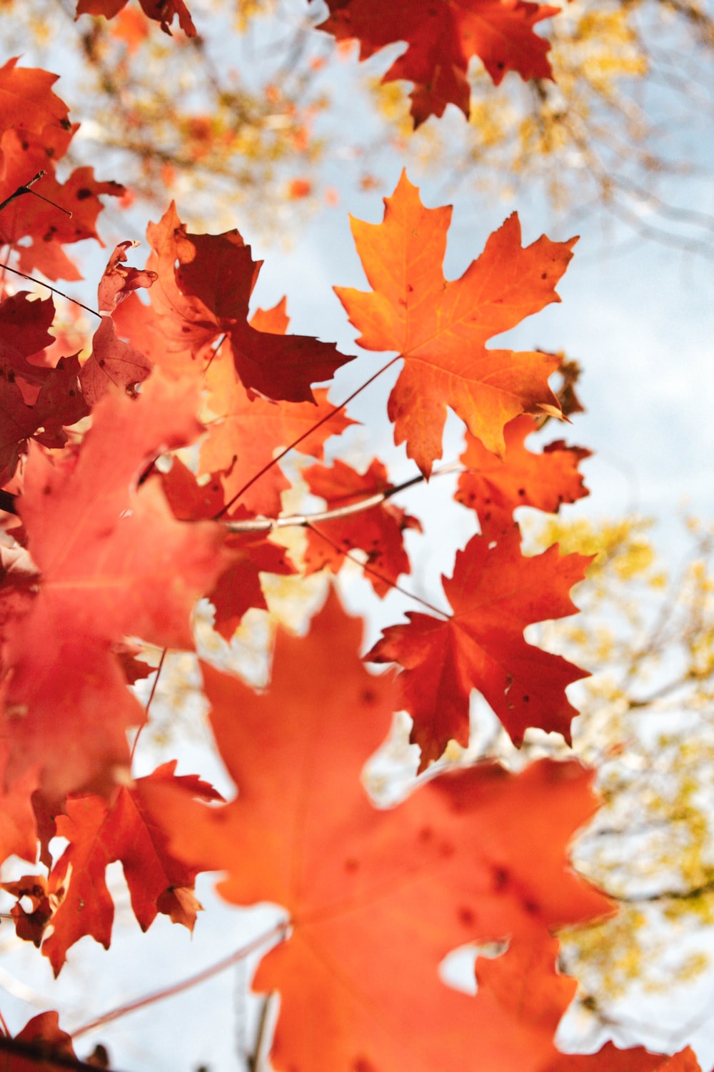 Detail Autumn Images Free Download Nomer 2