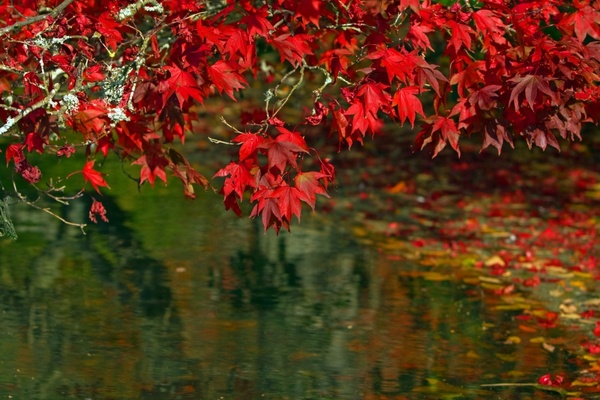 Detail Autumn Images Free Download Nomer 12