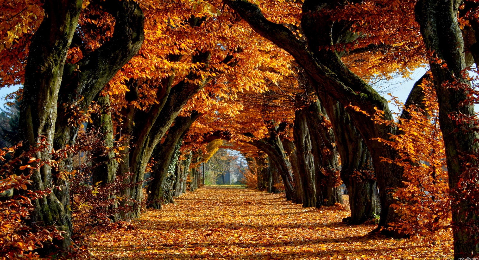 Detail Autumn Images Free Download Nomer 15