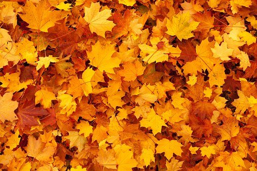 Detail Autumn Images Free Download Nomer 17