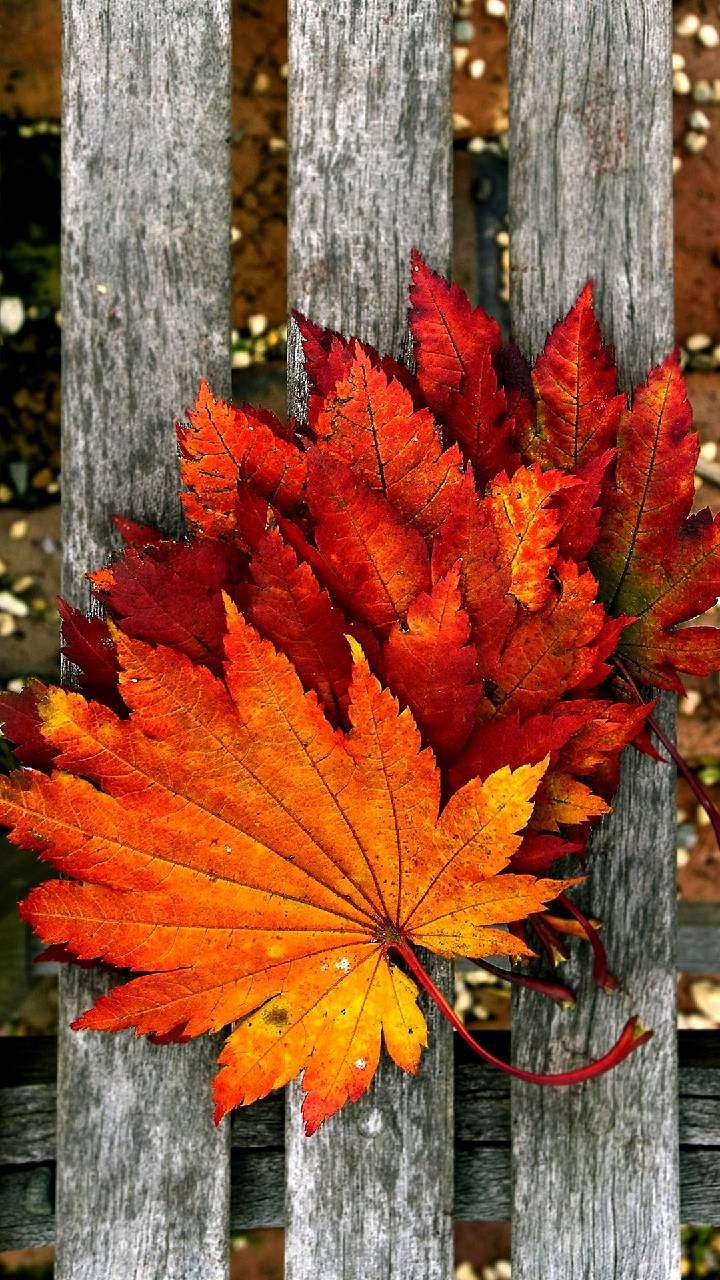 Detail Autumn Images Free Download Nomer 19