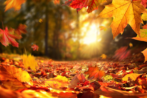 Detail Autumn Images Free Download Nomer 20