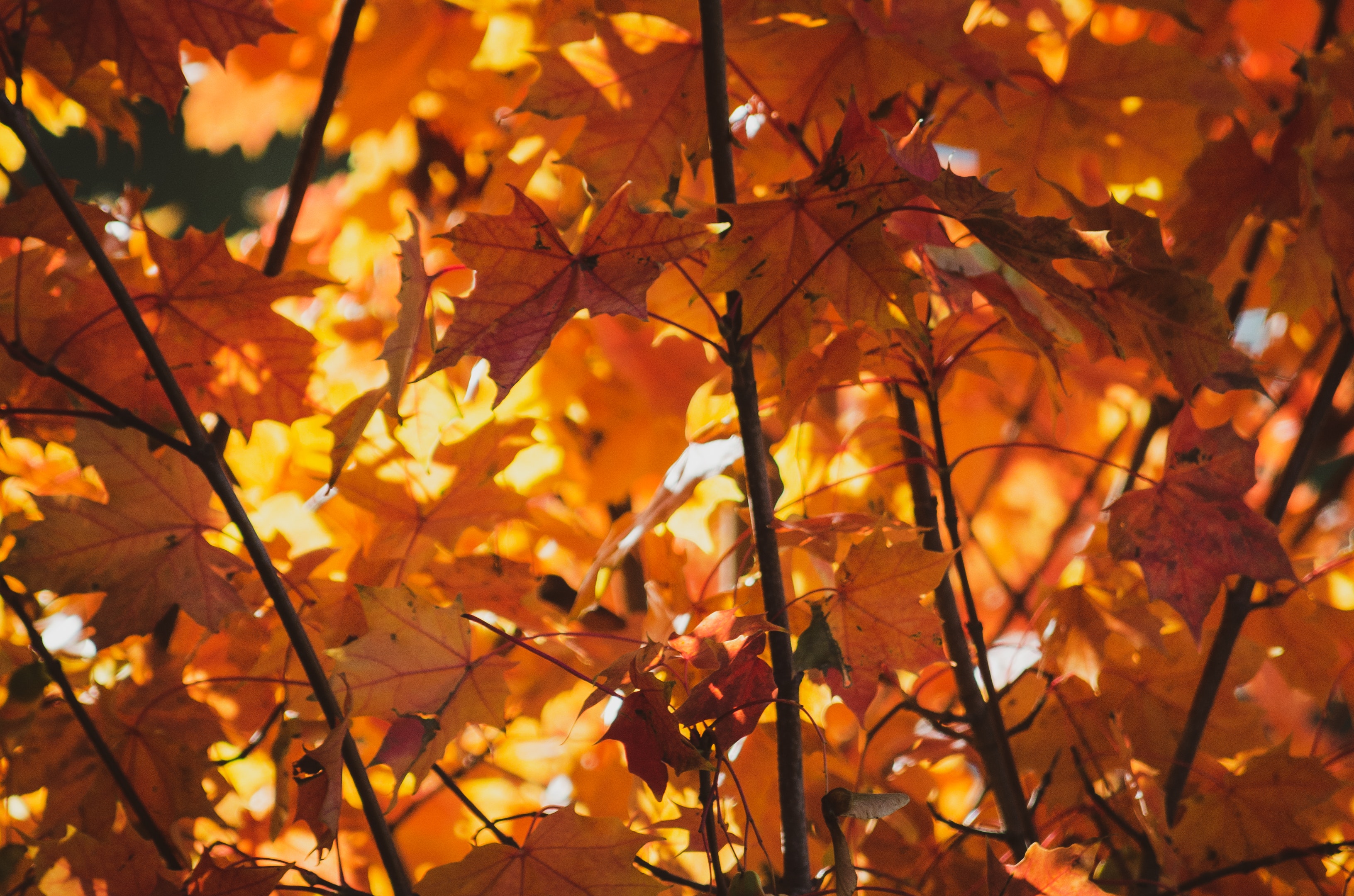 Detail Autumn Images Free Download Nomer 21