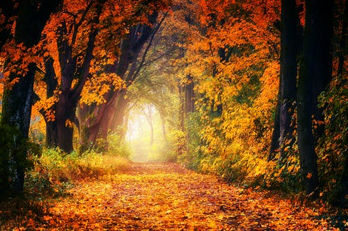 Detail Autumn Images Free Download Nomer 23