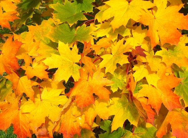 Detail Autumn Images Free Download Nomer 24