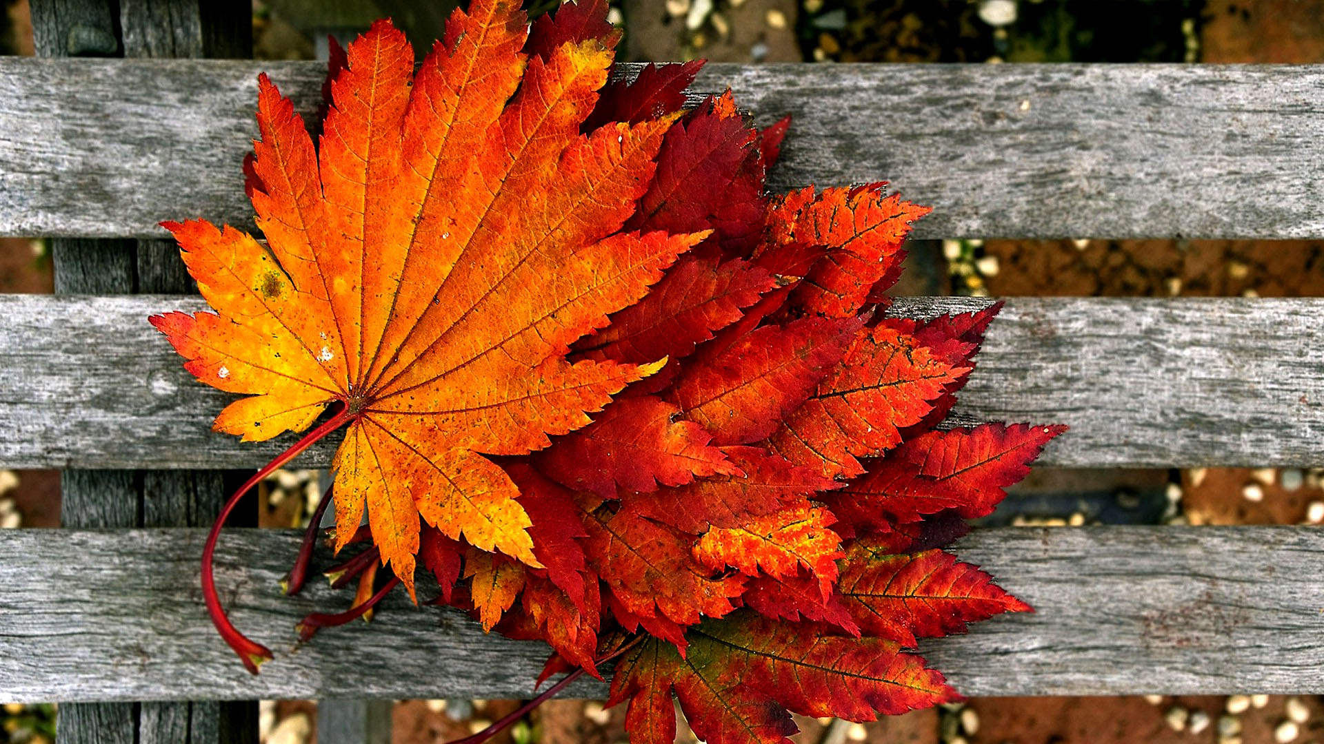 Detail Autumn Images Free Download Nomer 27