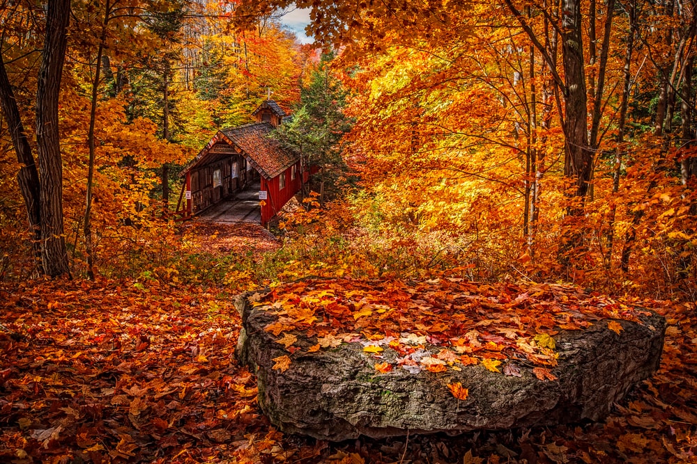 Detail Autumn Images Free Download Nomer 4