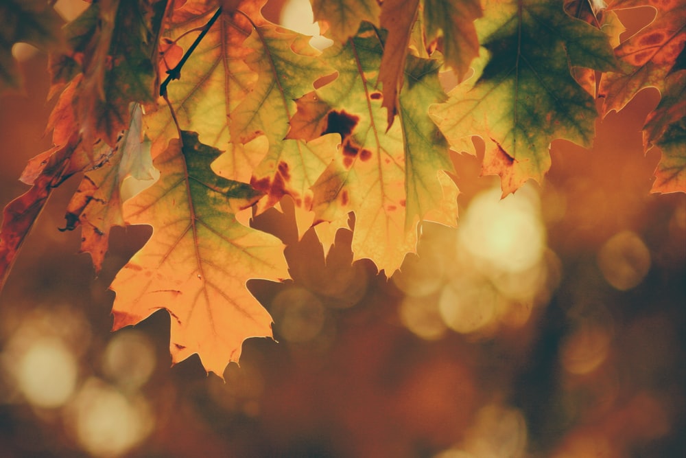 Detail Autumn Images Free Download Nomer 31