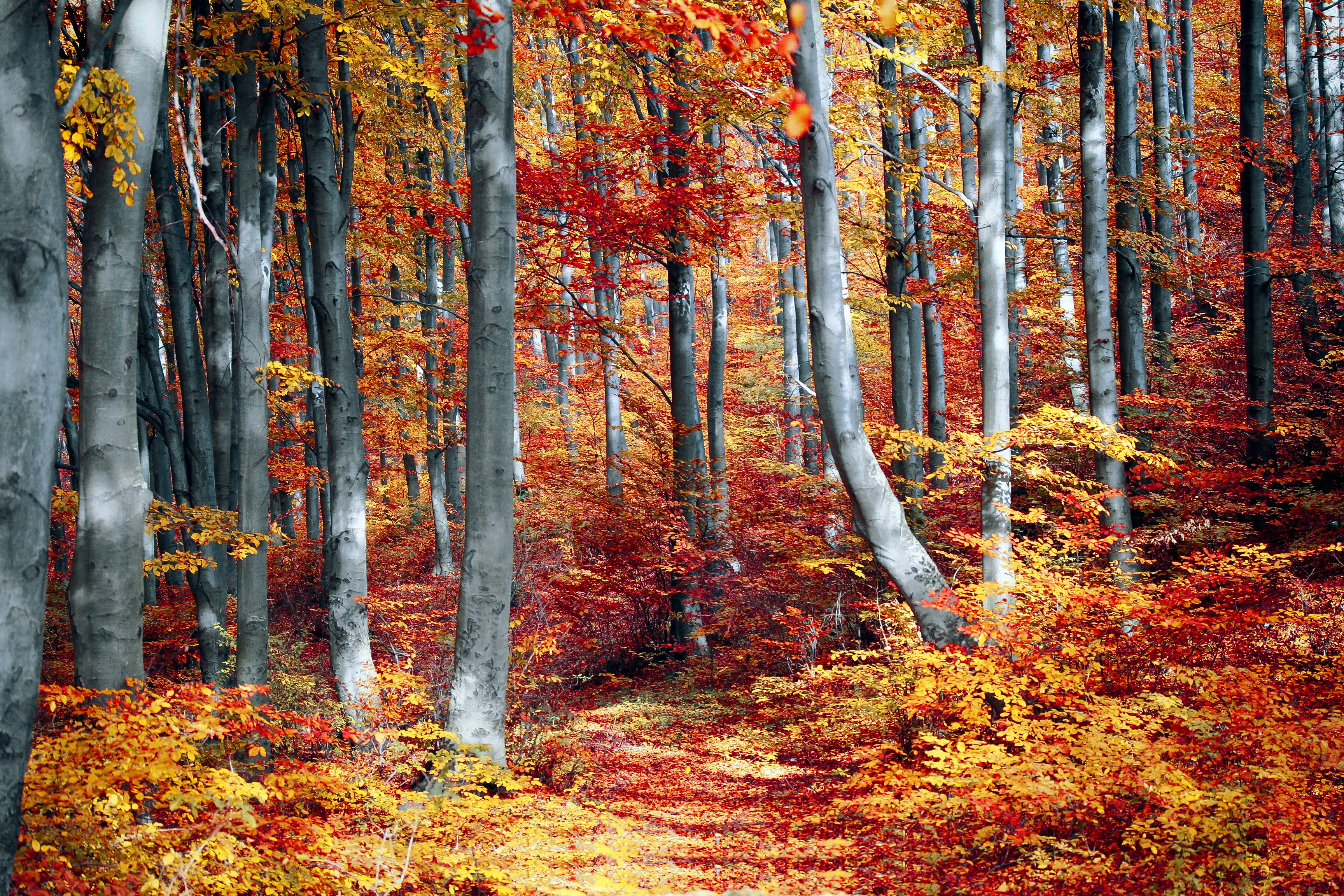 Detail Autumn Images Free Download Nomer 35