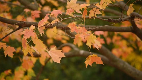 Detail Autumn Images Free Download Nomer 36