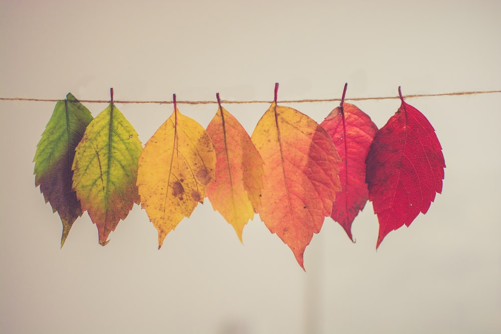 Detail Autumn Images Free Download Nomer 39