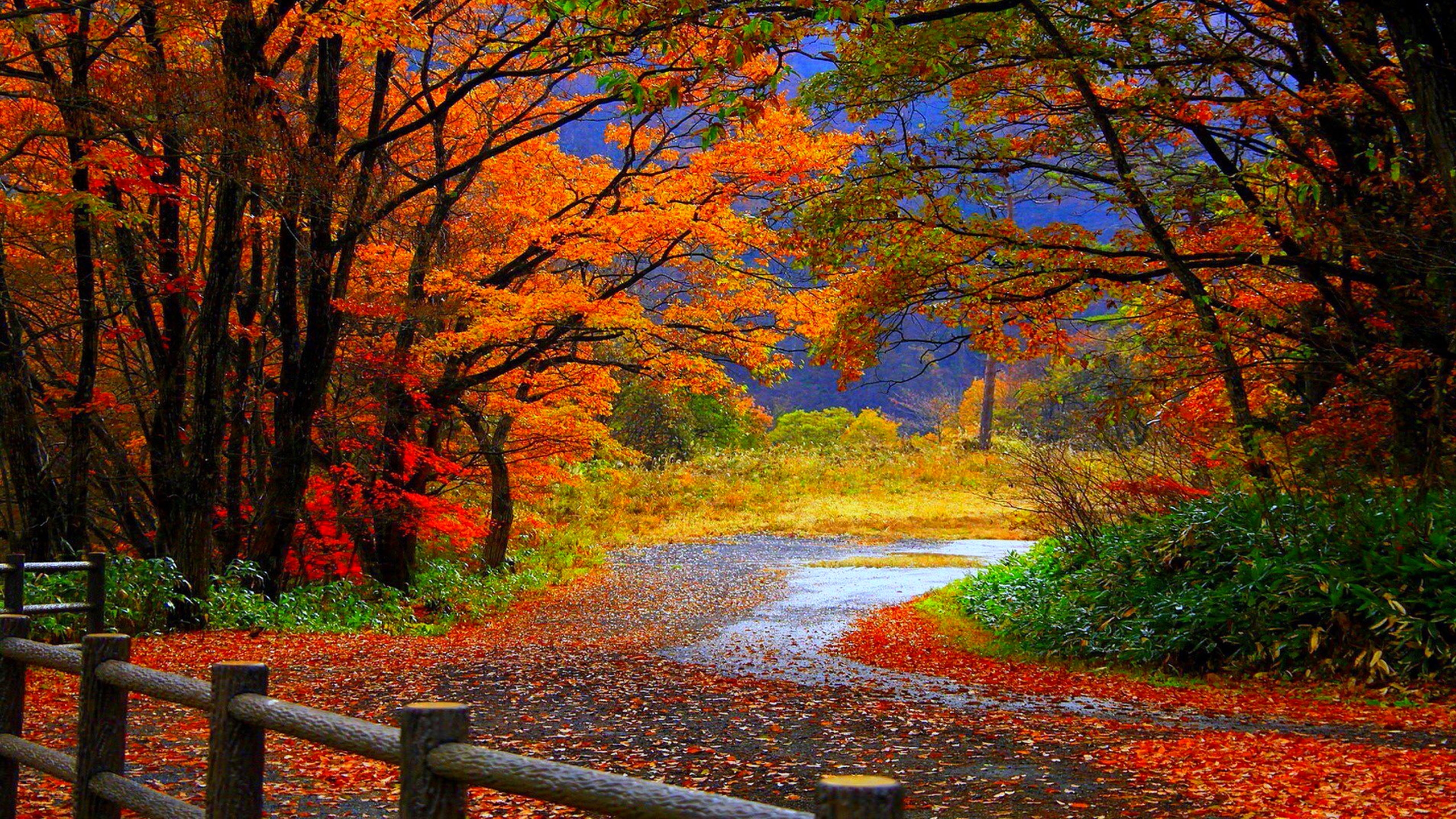 Download Autumn Images Free Download Nomer 42