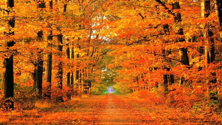 Detail Autumn Images Free Download Nomer 6