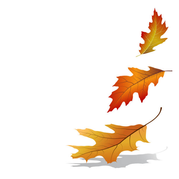 Detail Autumn Leaf Clip Art Nomer 34