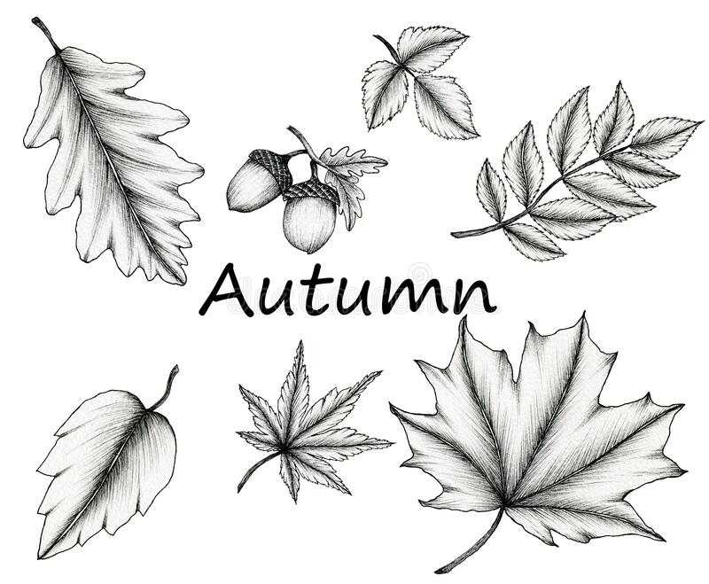 Detail Autumn Leaf Clipart Black And White Nomer 48