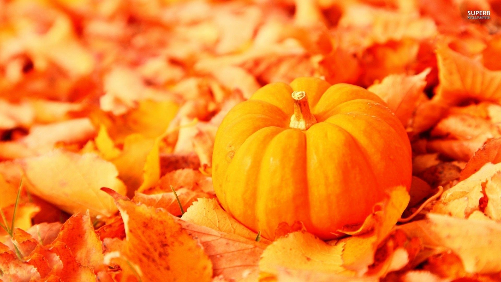 Detail Autumn Leaves And Pumpkins Wallpaper Nomer 40