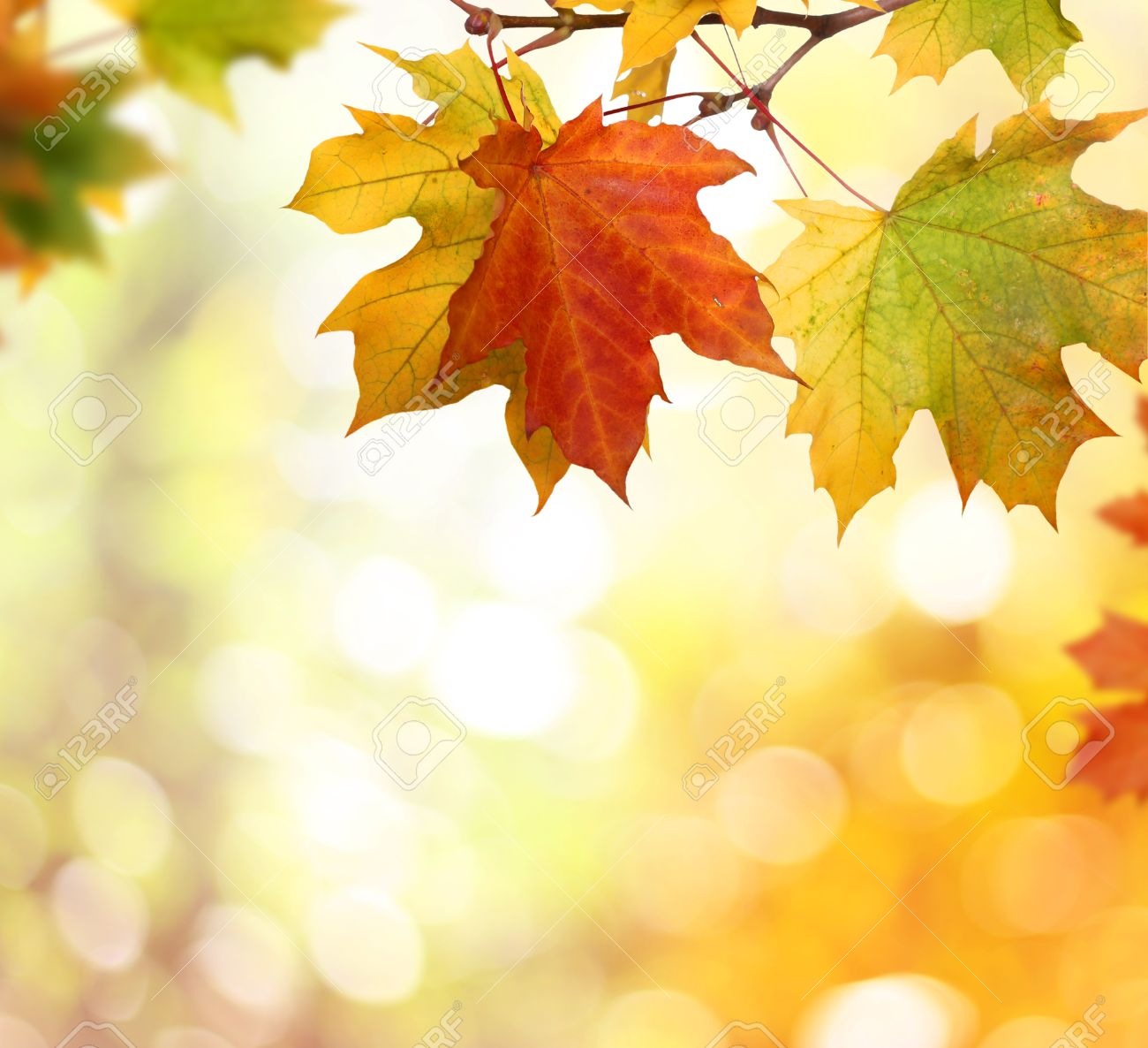 Detail Autumn Leaves Background Nomer 20