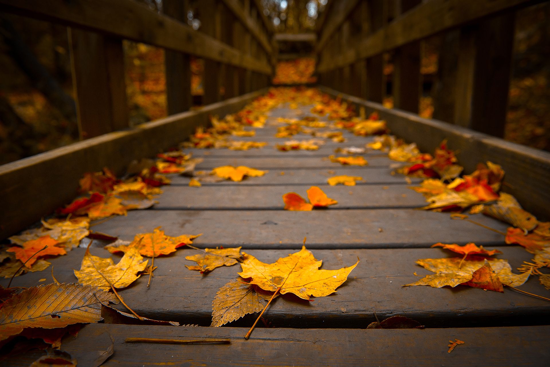 Detail Autumn Leaves Background Nomer 22