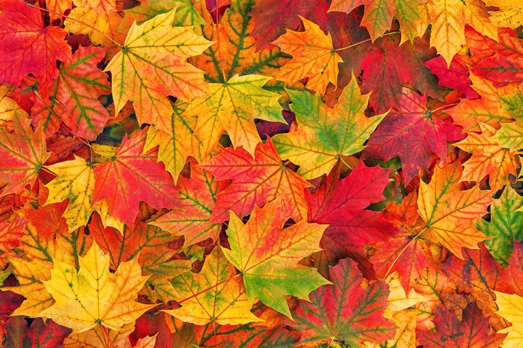 Detail Autumn Leaves Background Nomer 40