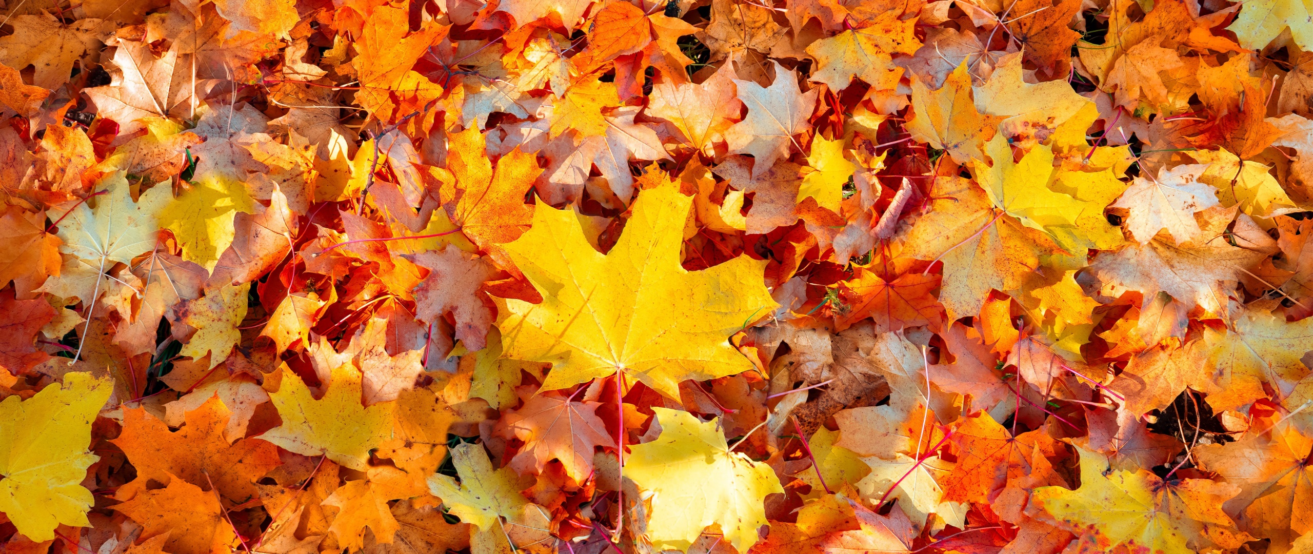 Detail Autumn Leaves Background Nomer 49