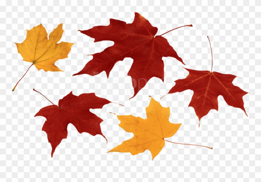Detail Autumn Leaves Background Clipart Nomer 29