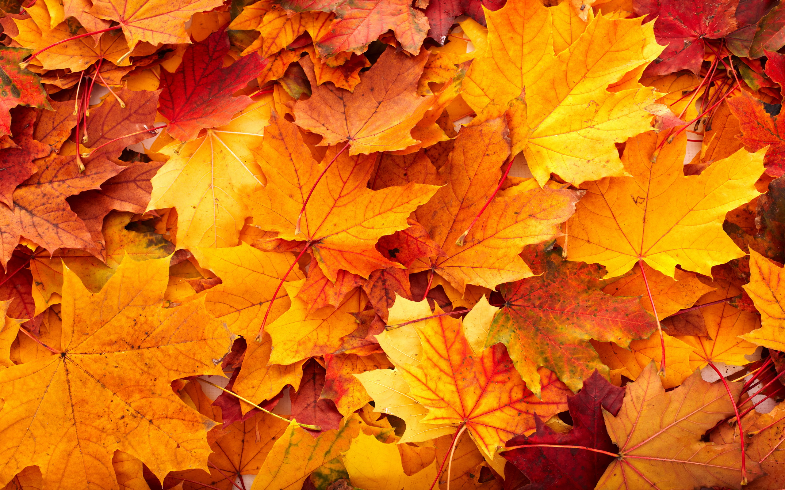 Detail Autumn Leaves Background Clipart Nomer 34