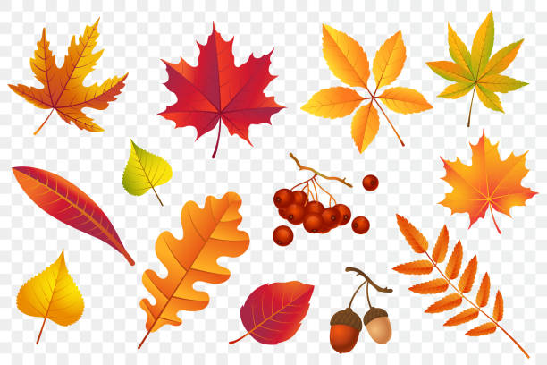 Detail Autumn Leaves Background Clipart Nomer 6
