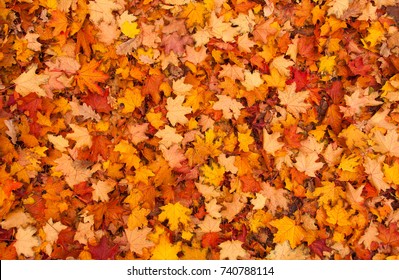 Detail Autumn Leaves Background Images Nomer 14