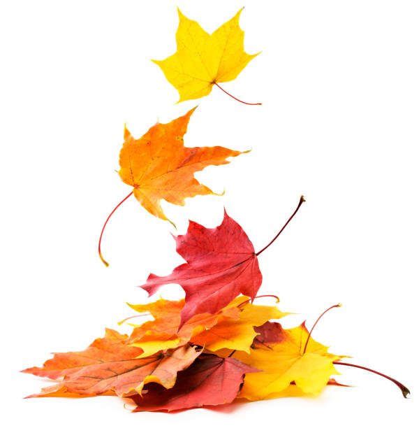 Detail Autumn Leaves Background Images Nomer 22