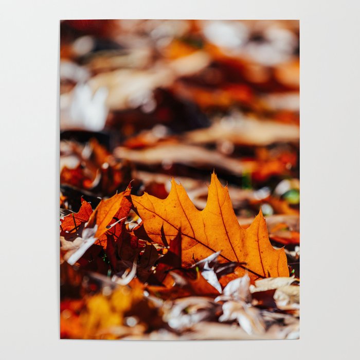 Detail Autumn Leaves Background Images Nomer 25