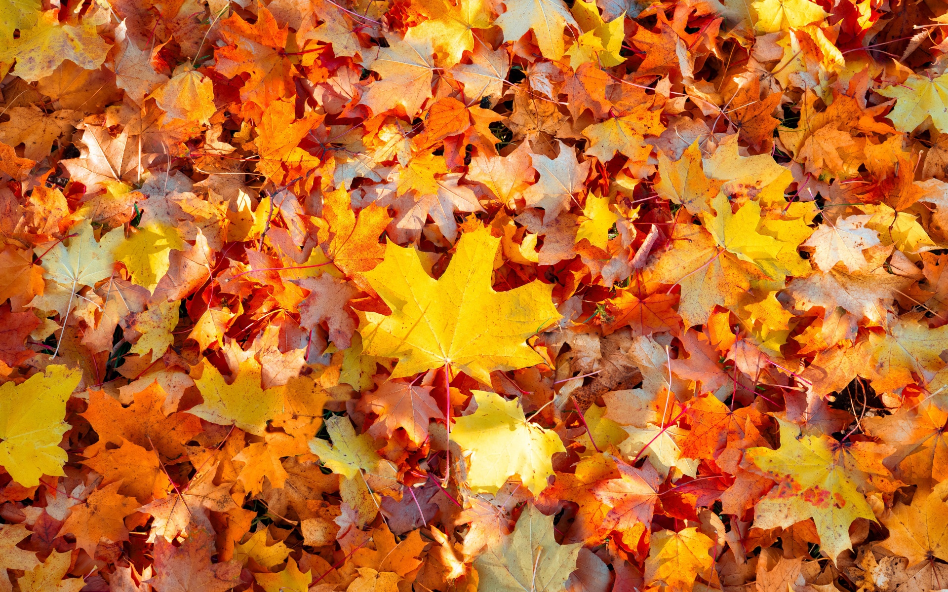 Detail Autumn Leaves Background Images Nomer 26