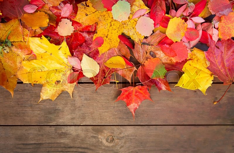 Detail Autumn Leaves Background Images Nomer 28