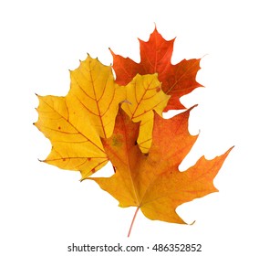 Detail Autumn Leaves Background Images Nomer 29