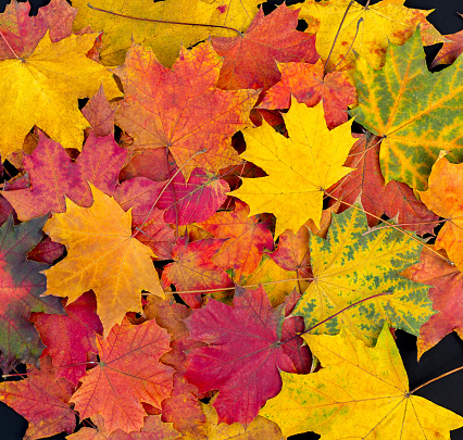 Detail Autumn Leaves Background Images Nomer 33