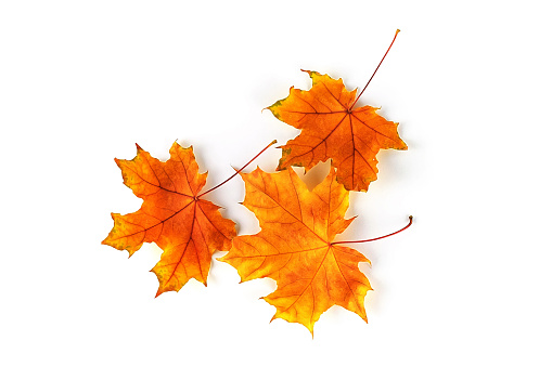 Detail Autumn Leaves Background Images Nomer 35